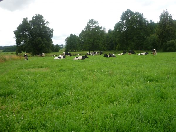 zdjecie Borawskie-Awissa