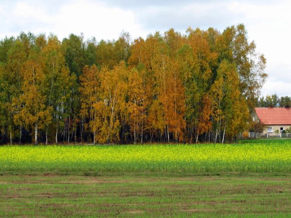 Pola oraz lasek z brzózek przy ulicy Wiśniowej