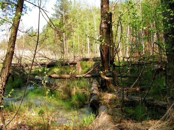 zdjecie Wola Uhruska