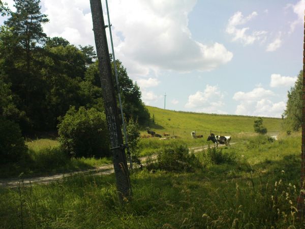 Pastwisko krów gospodarza mieszkającego w Kraczkach.