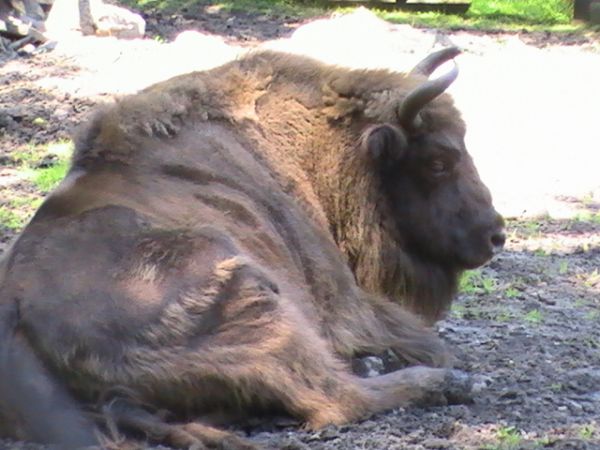 Może tak kiedyś będzie w Bachurach.