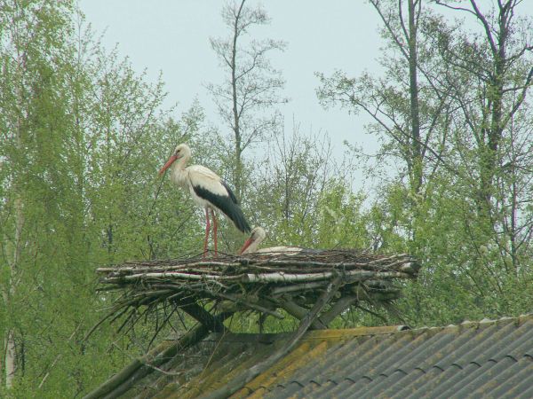 Gniazdo z Bocianami na Marusach