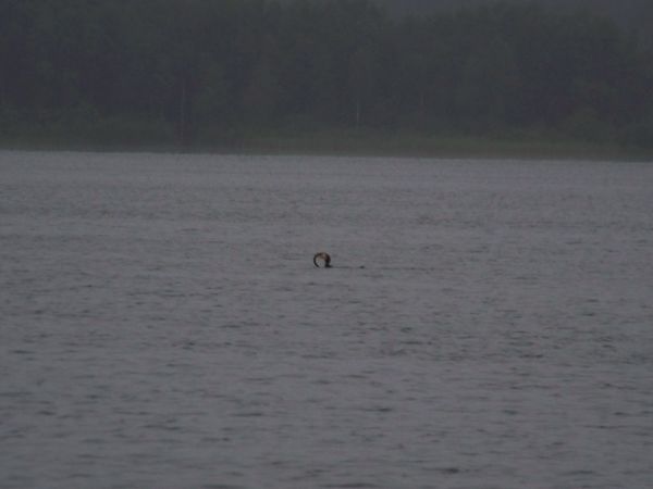 Kormoran połyka upolowanego węgorza.