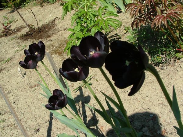 Czarne tulipany ?