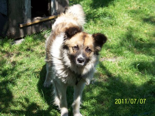 Wyeksmitowany poza podwórko