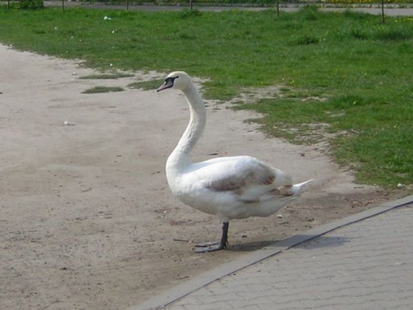 zdjecie Sulechów