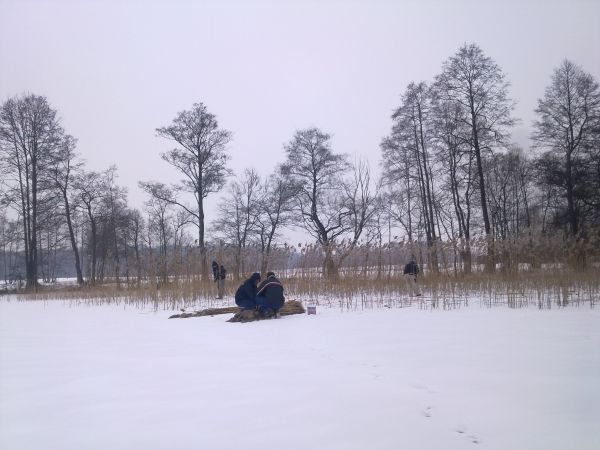 Zimowe pozyskiwanie trzciny na jeziorze Łąke