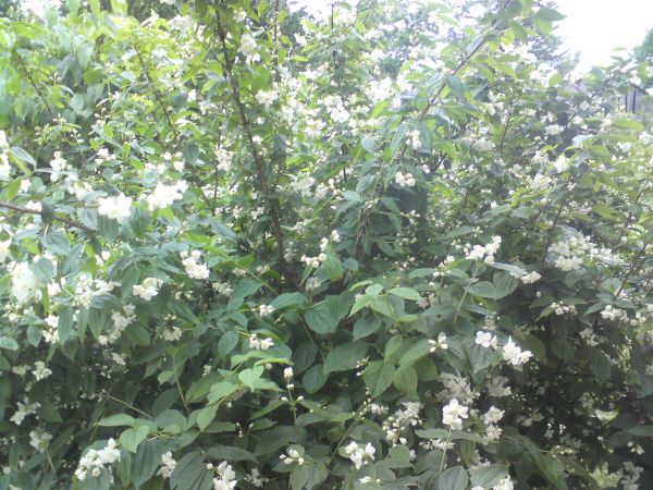 Zapach Jaśminu  zniewala wszystkich