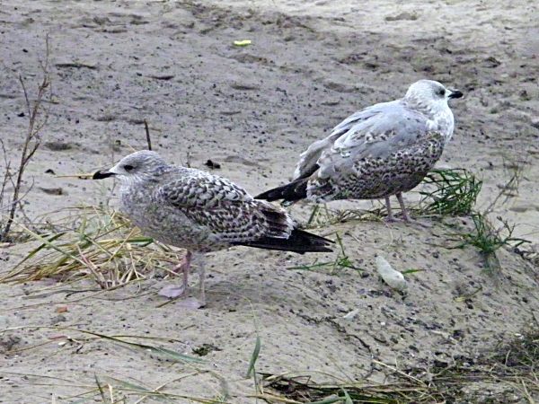 przepraszam nie wiem co to co miasteczko nad morzem