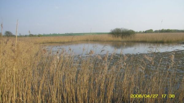 Osieczna - trzcinowiska zasiedlone przez bobry