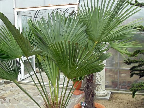 FRANK-RAJ _Ozdobne Ogrody Polskie