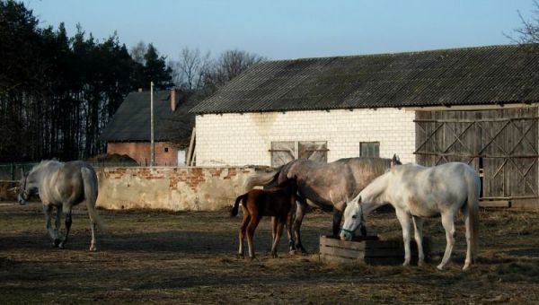 Zdjęcia Kwiatkówek