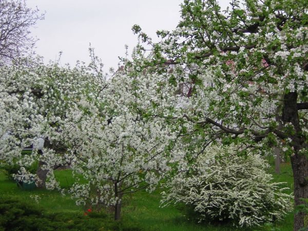 zdjecie Sulechów