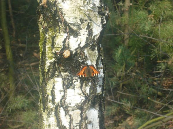 Motylek przysiadł na brzozie, by ją ozdobić
