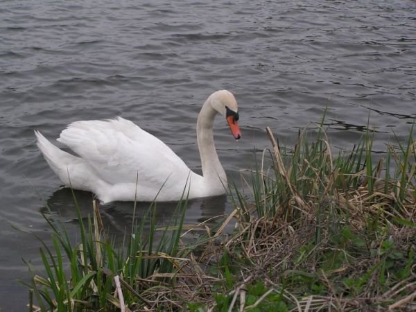 zdjecie Kończyce Małe