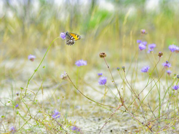 Przyroda przy Apartamentach Bajkowa Plaża w Sobieszewie