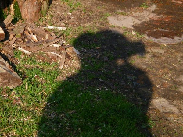 ciekawostka cień ja i kocica czasami lubi wejść na ramiona i się przejść z góry lepiej widać chyba myszy i ptaki