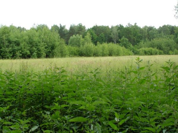 zdjecie Zalesie Górne