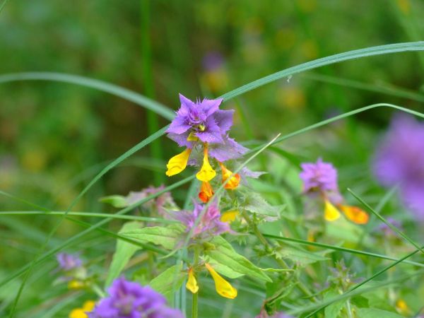 zdjecie Biała Podlaska
