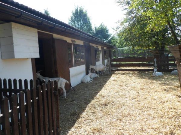 zagroda dla kóz, ich boks w wielostanowiskowej oborze i wybieg na wolnym powietrzu - w "Pszczelej wiosce" - atrakcja dla dzieci.