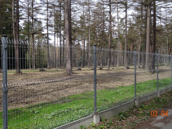 ogrodzony rewir Leśnictwa Kostryń - tam "monitorowane" szkółki i plantacje.