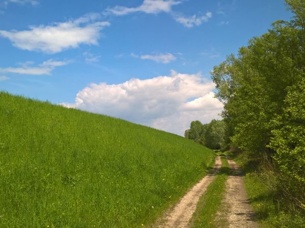 Maj  w klimacie nadwiślańskim.