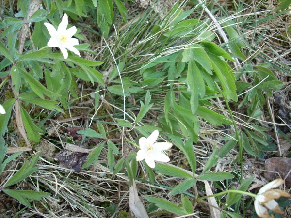 zdjecie Piłatowszczyzna