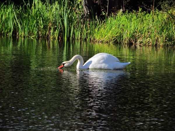 Na zalewie Wdy we Wojtalu