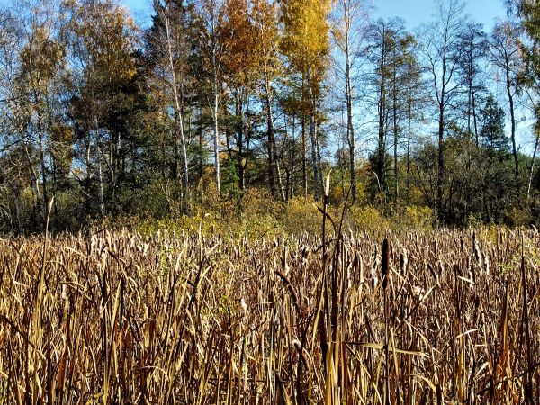 Szuwary i las w Lubikach Małych
