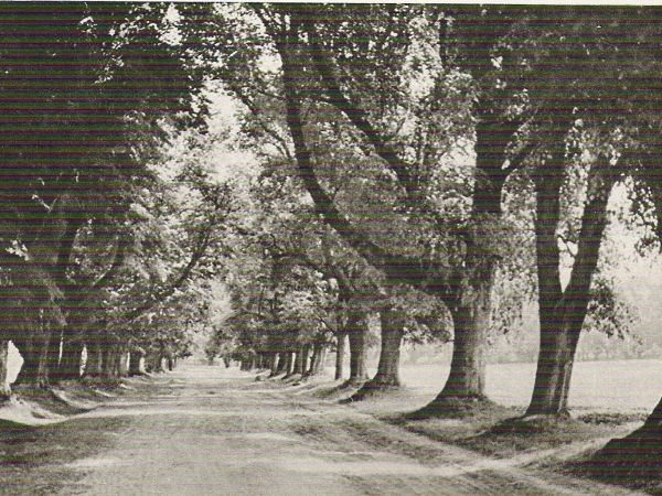 ze zbiorów prywatnych: z publikacji przewodnickich, lata 60-te XX wieku - aleja do pałacu prowadząca. Wg legendy kuro - zwęki czyli kurze wdzięki sprowadziły za