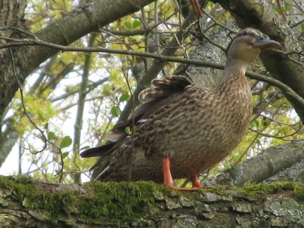 Kaczka na drzewie tuż nad kanałem rzeki Wdy wypływającej z jeziora Wdzydze