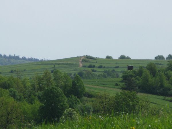 widoczna droga na szczyt góry z krzyżem oo. bazylianów - przez "Czerniec", tam bicie dzwonów spod ziemi dochodzi, łąkami obrosłej, łąkami gorzkimi od mlecza, ro