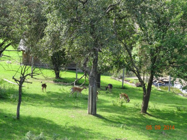 chmara danieli - w gospodarstwie agroturystycznym, w przysiółku Równie. Przy temacie: młody daniel czy jeleń /byczek/ przebywający w okresie rykowiska  w pobliż
