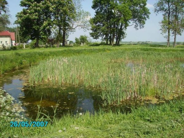 Jeden z trzech nigdyś stawów w Michorowie który zachował sie do dziś