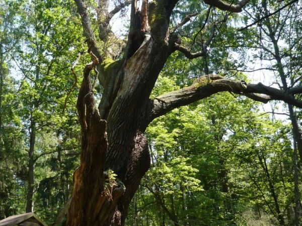 Jadąc szlakiem do Antonina Rezerwat Przyrody,,Wydymacz,,
na zdjęciu wymarły dąb .