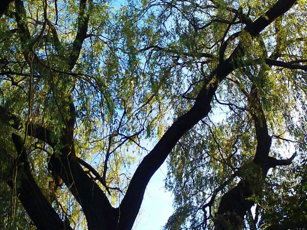 Wierzba płacząca Strzelce Wielkie.