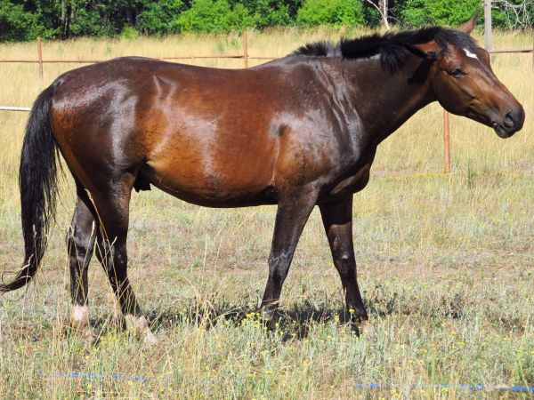 Kaszuby Borsk łąka konie