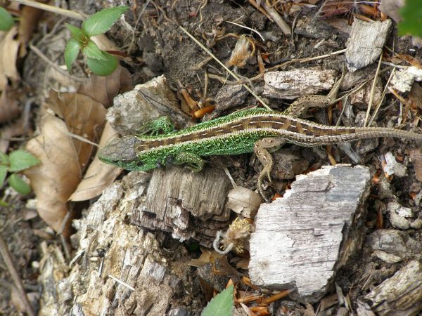 Mielnik. Zwierzątka żyjące przy wieży widokowej.