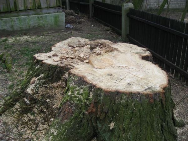 Kliczków Mały-szkoda ze nie rosnie????