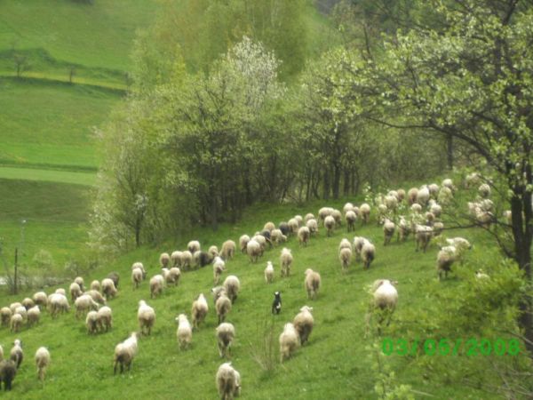 śliczne prawda???nasze owce;)