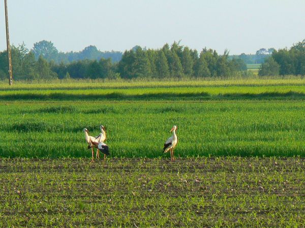 zdjecie Tyniewicze Duże