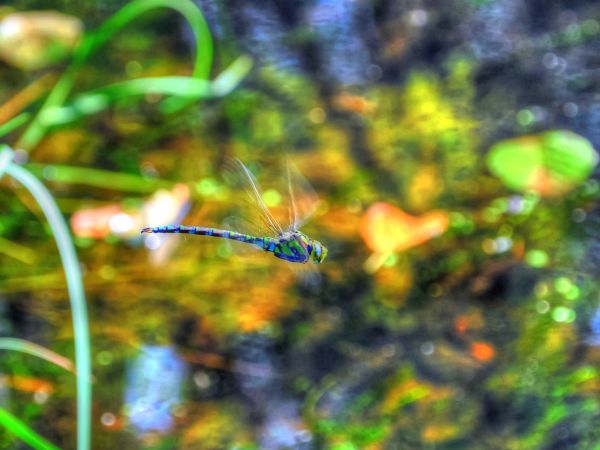 zdjecie Wodzisław Śląski