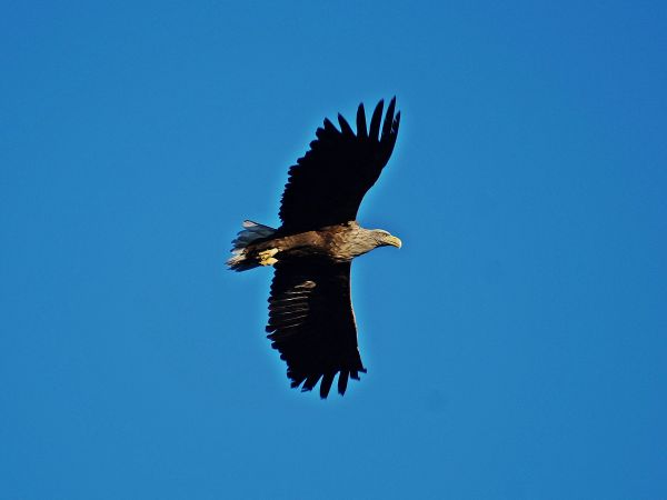 Orzeł Bielik nad Buntowem