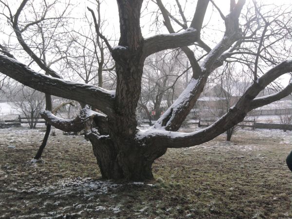 Piotrowice Małe  takie u nas rosną drzewa