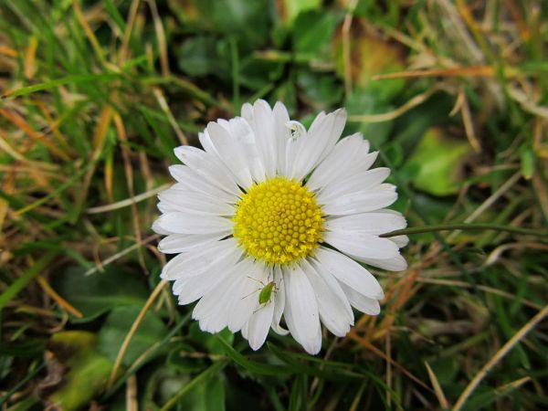 zdjecie Pietrzykowice