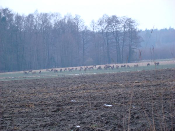 CAŁE stadko:) jeleni - w sumie naliczyliśmy ich 51 sztuk - 03.2011