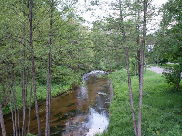 Rzeka Dobrzyca Iłowiec - maj 2010