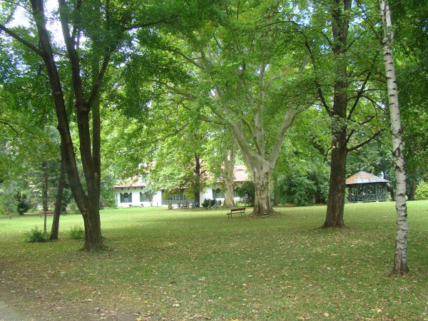 na zdjęciu: po obu stronach parkowej ławki - platany. Przy temacie : pan Mieczysław Fogg śpiewał piosenkę ze słowami Mariana Hemara :  "w parku pod kasztanem /