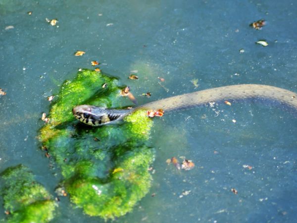 zdjecie Wodzisław Śląski