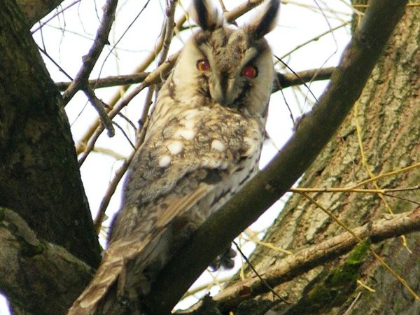 Busko-Zdrój, sowa w  parku uzdrowiskowym.